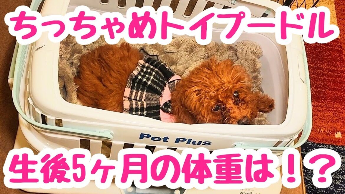 第34わん「生後5ヶ月の体重、ティーカッププードルサイズを越え…た！？そしてお散歩デビュー服」Weight measurement at 5 months old.