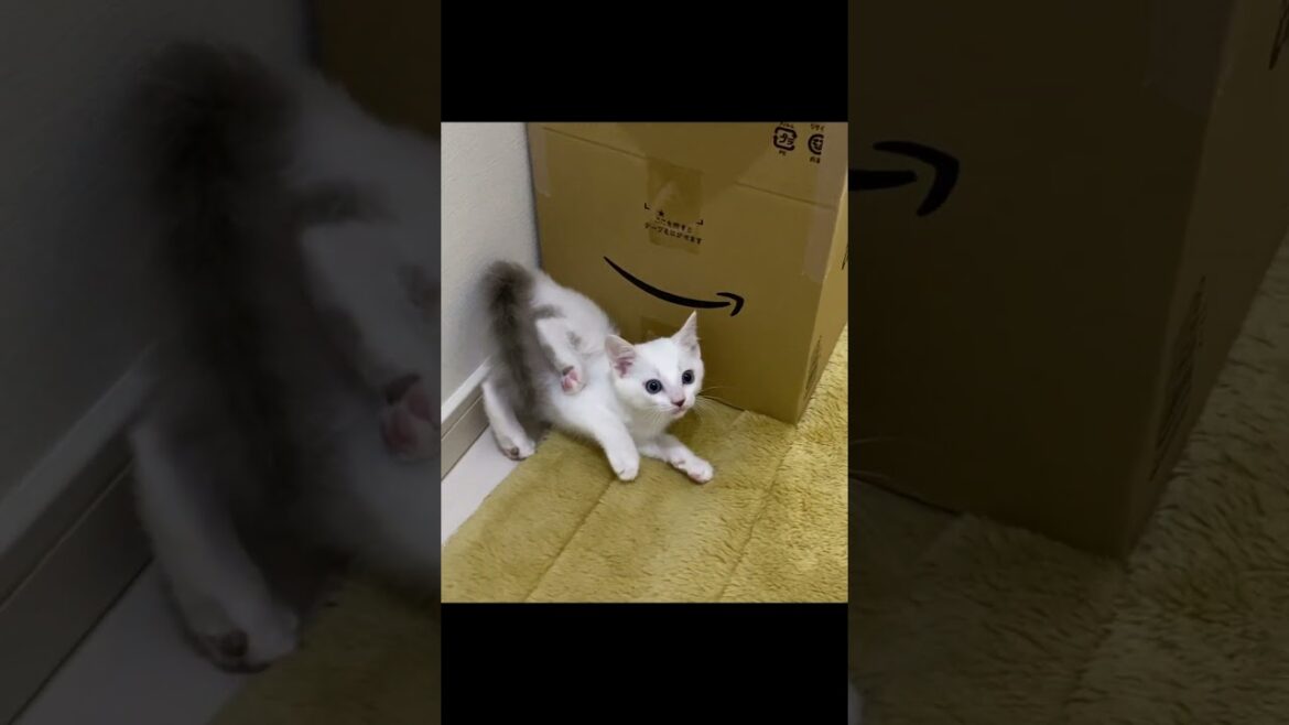 先住猫に立ち向かう子猫が可愛い