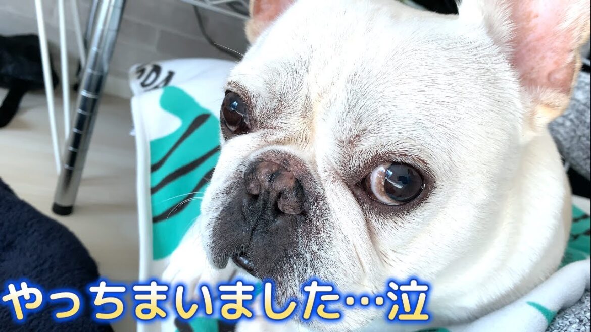 お手伝いが大ピンチ！！【フレンチブルドッグ frenchbulldog】