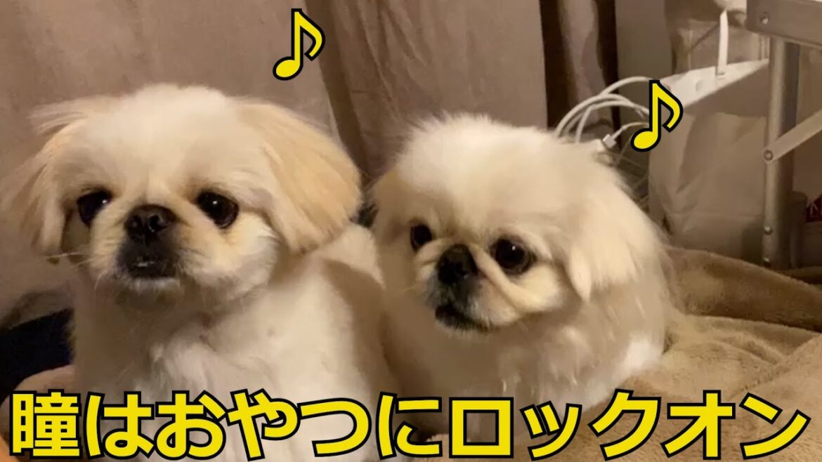 【ペキニーズ】瞳はおやつにロックオン。ペキニーズのゆきとましろ