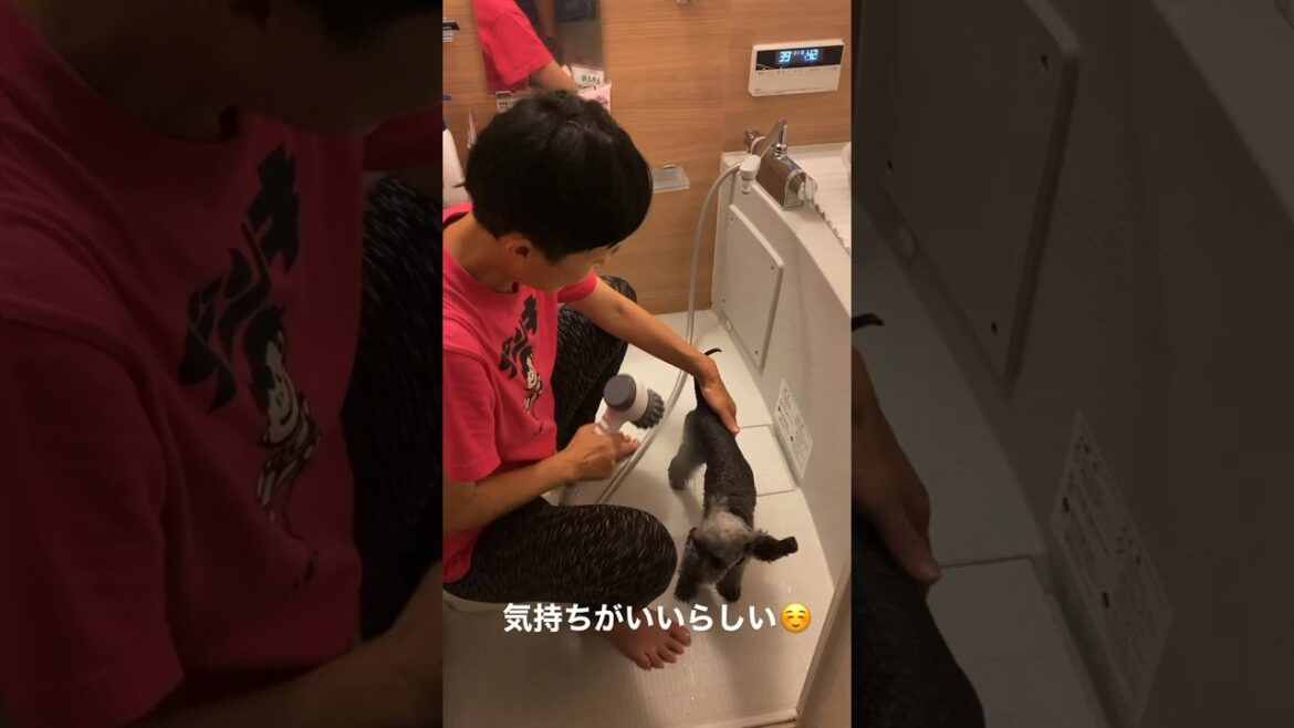 黒もしょ～ず、ミラベルzeroのシャワーを使ってみる（Instagram Stories 2023年9月13日） #dog #dogshorts #dogs  #じんきは  #jinkiha