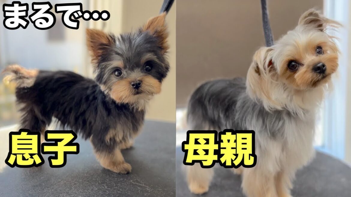 パピーの極小ヨーキーの初めてのトリミングと常連さんのヨーキーのトリミング✂︎（ベルちゃん）（ニアくん）