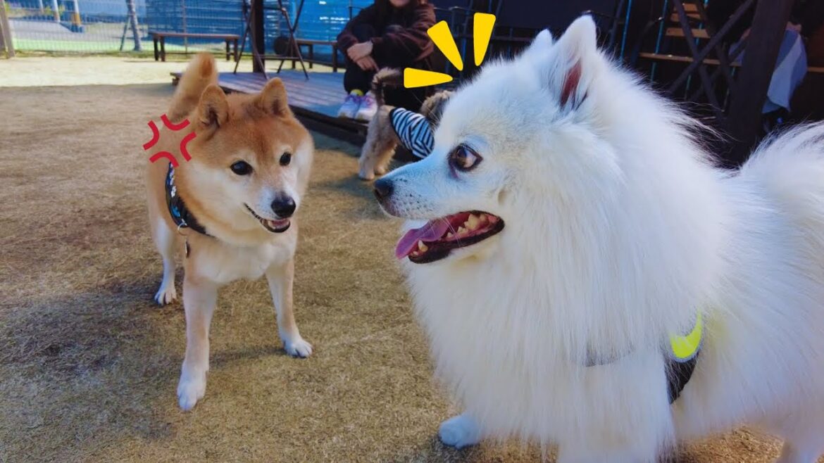日本スピッツにロックオンされ怒る柴犬／An angry Shiba Inu being followed by a Japanese Spitz