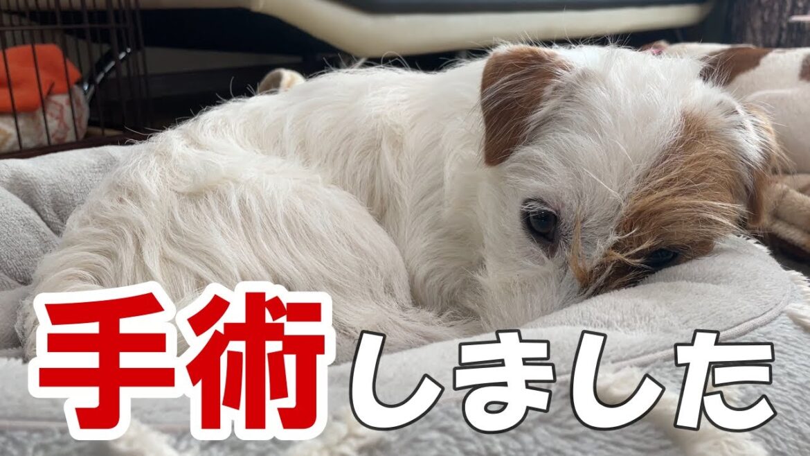 【避妊手術】いつも騒がしい子が家にいないと寂しいです