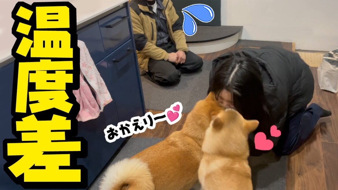 娘とパパが同時に帰宅したら…お出迎えの反応が露骨に違いすぎる柴犬姉妹