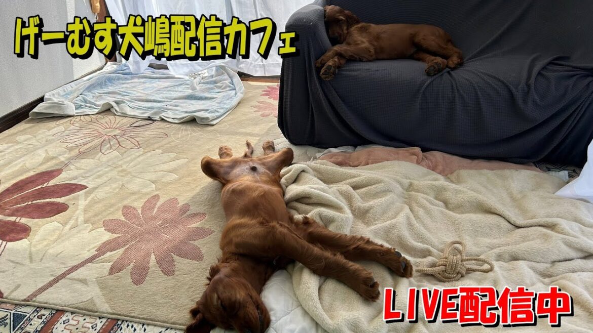 【垂れ流し配信】夜風と威風の部屋へようこそ！　2024.2.15