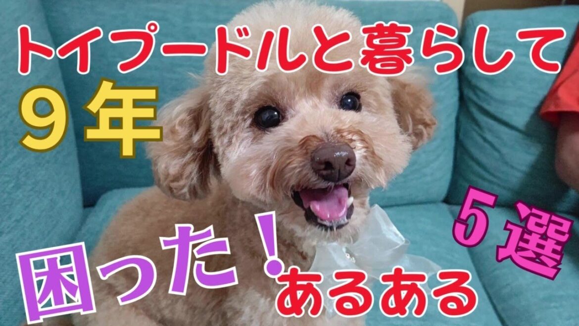 【トイプードル困ったあるある5選】　トイプードルと9年暮らしてわかった、困ったあるある5選をお届けします！