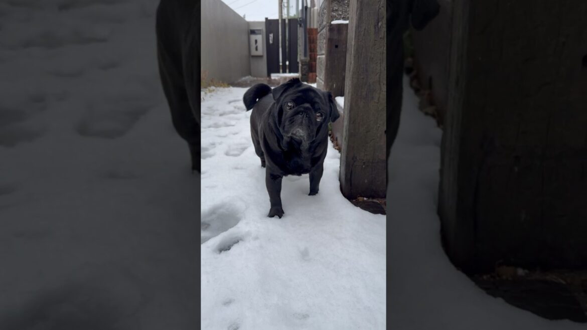 黒パグ、初めての雪!! The first snow in a black pug! 黒パグ、初めての雪!! The first snow in a black pug!