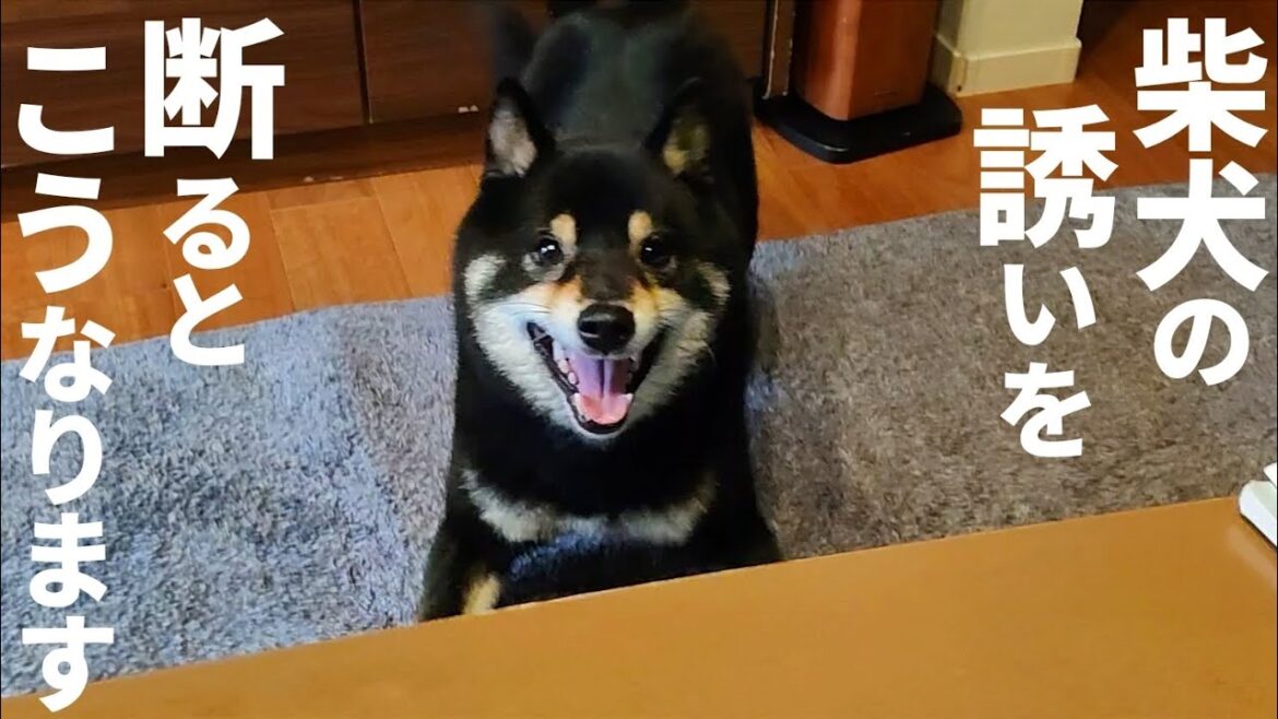 柴犬は好きな人に対してこんなアピールをしてきます。【黒柴犬】【shiba inu】【豆柴】