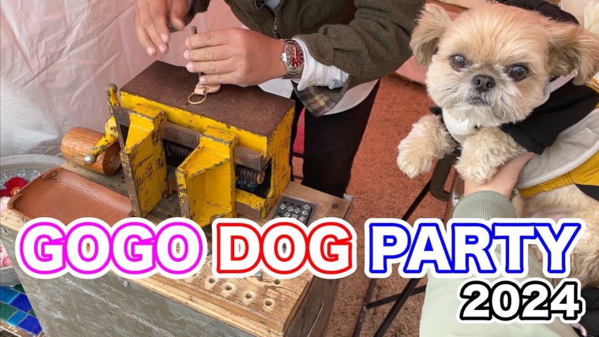 犬イベント GOGO DOG PARTY2024に行ってきました チワワ×シーズー
