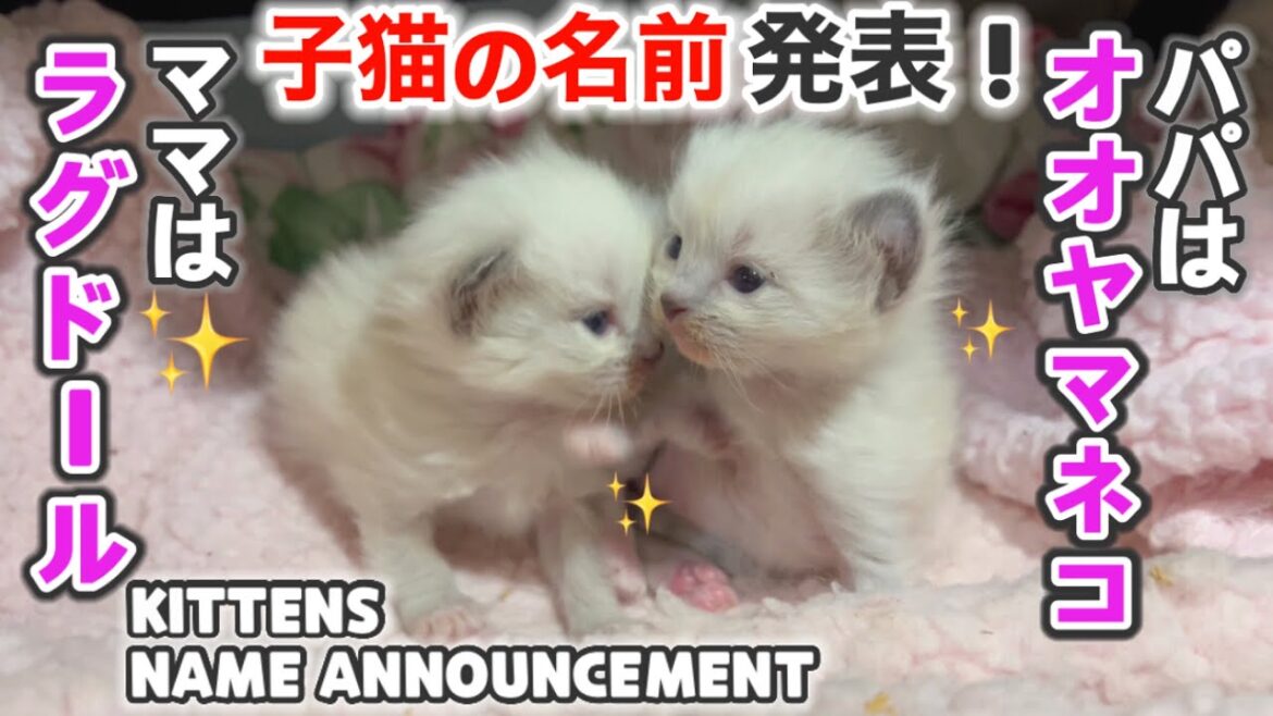 ❄️いつも仲の良い猫夫婦がまさかの夫婦喧嘩😱＋3つ子の子猫の名前発表🥳【ママはラグドール✨パパはそり耳オオヤマネコ💪】#猫 #ラグドール #子猫