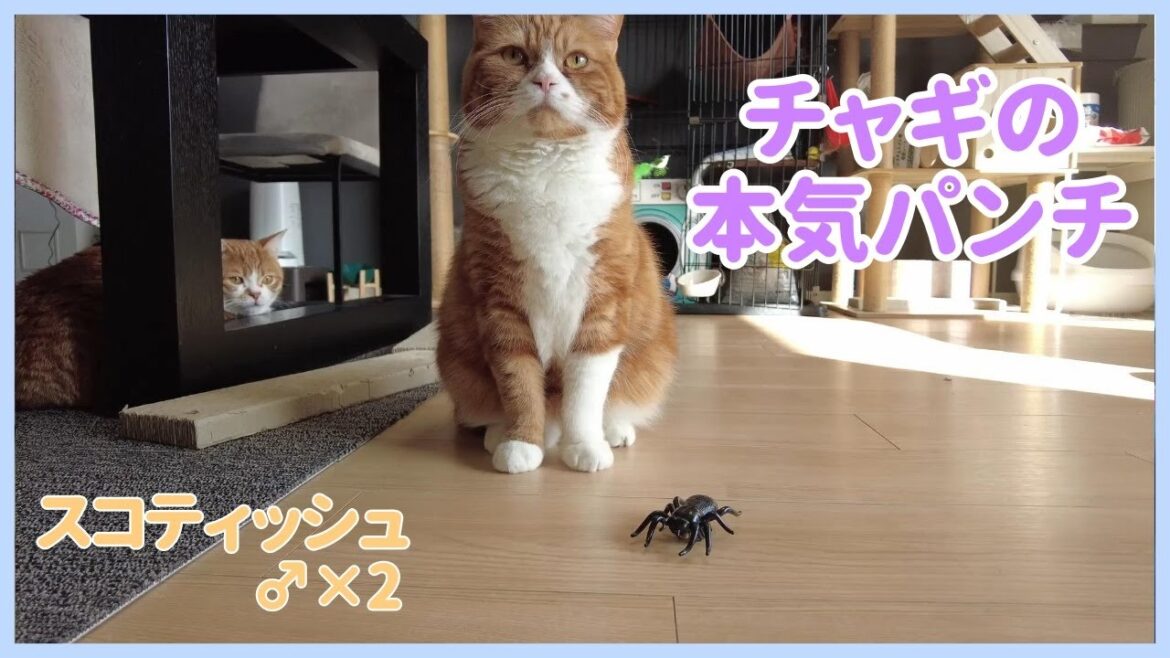 【スコティッシュ♂×2】でかめの蜘蛛玩具にチャギの本気パンチが炸裂【Cat's Serious Punch】