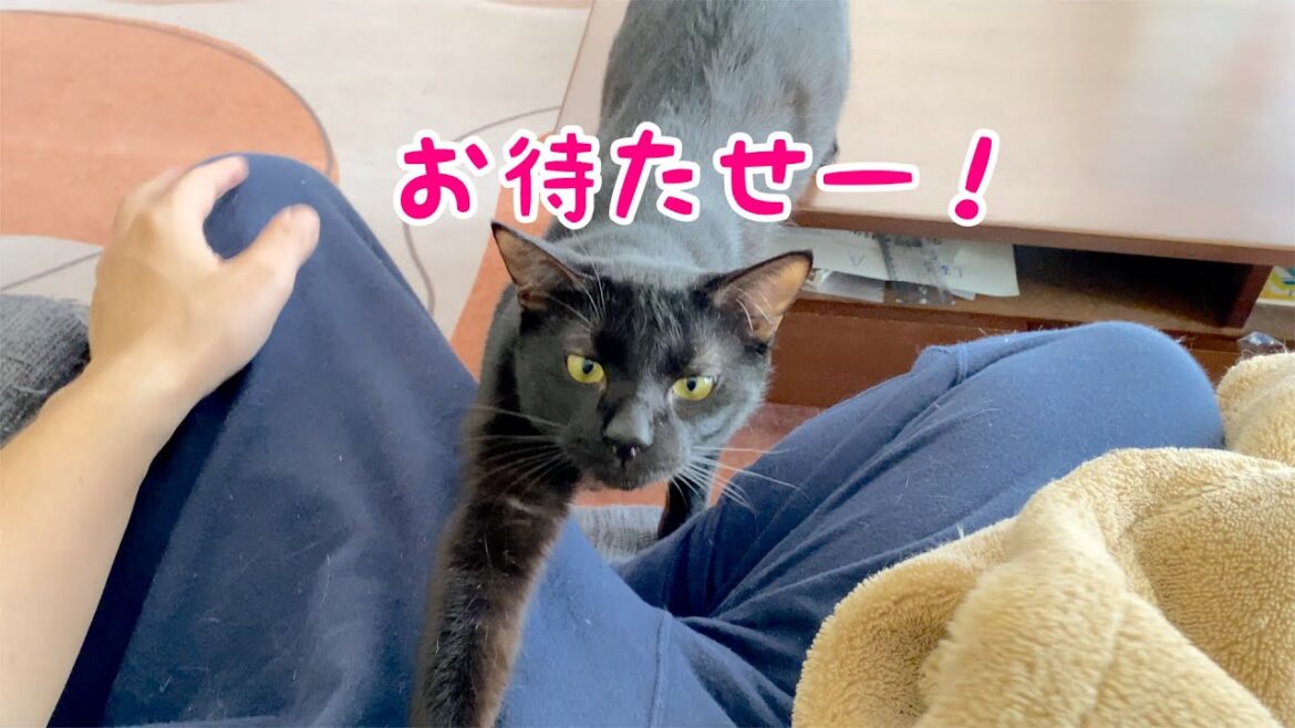 名前を呼んだら来てくれる黒猫のコンブさん