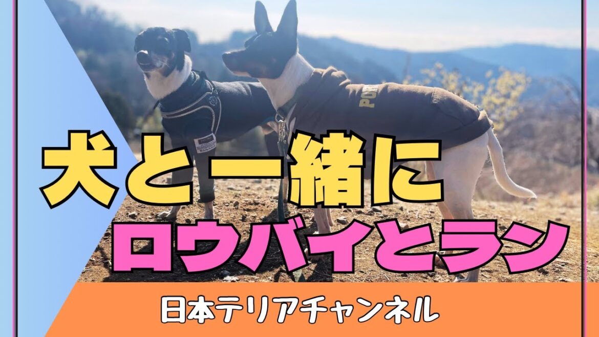 『日本テリア』つむぎと行く。松田町のロウバイ園からの寄七つ星ドッグラン