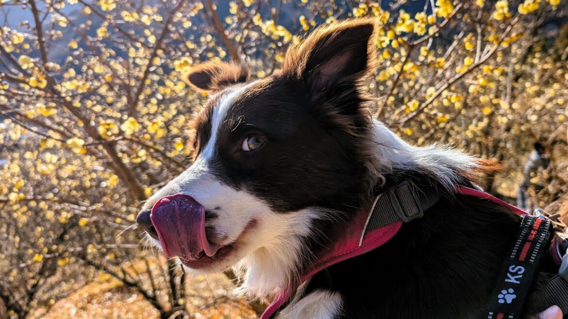 愛犬の #ボーダーコリー と「寄ロウバイまつり」へ行ってきました | Went to see the waxwings with my border collie.