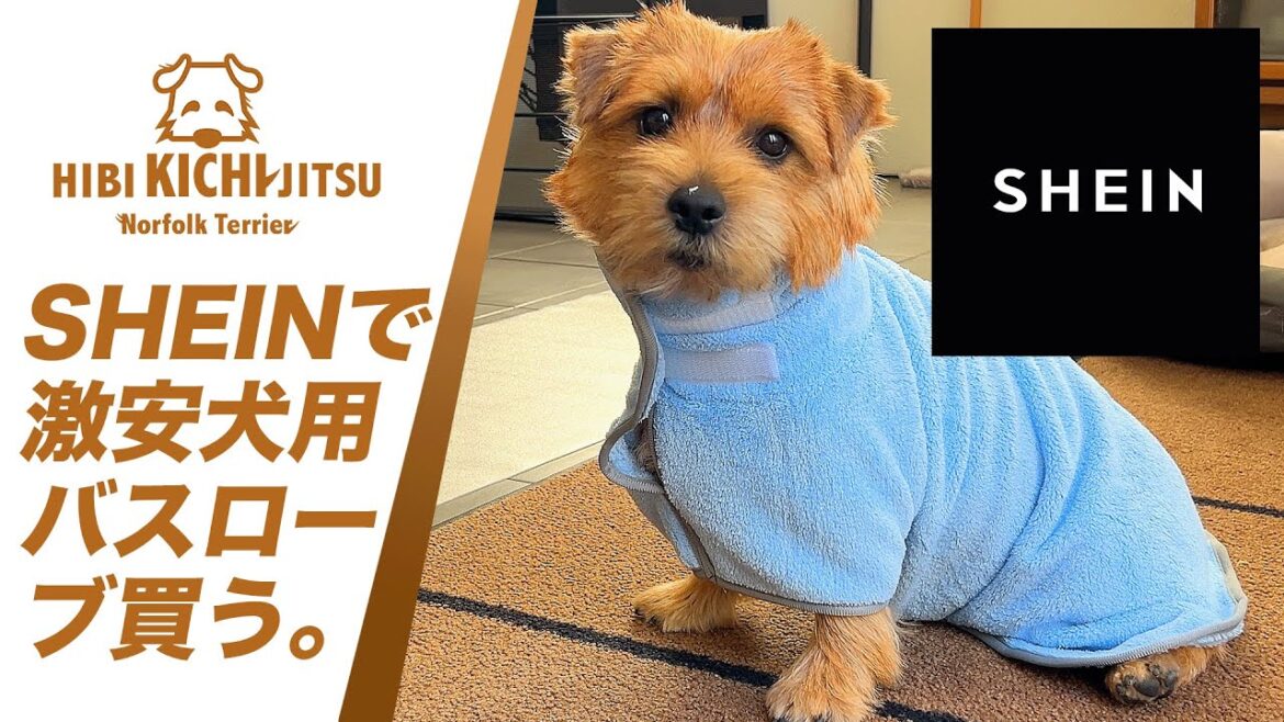 愛犬キチ SHEIN 犬用品を購入  【ノーフォークテリア  norfolkterrier  犬 dog  kichi 】