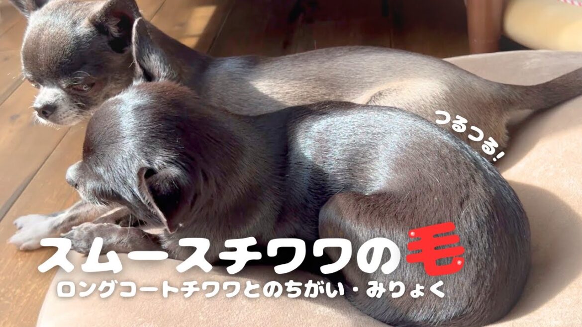 短毛のスムースチワワならではの良いことあります！