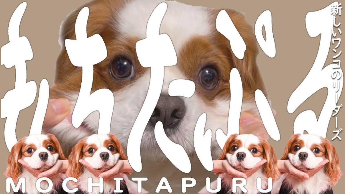 【替え歌】もちたぷほっぺが特徴のキャバリア犬が「オトナブルー/新しい学校のリーダーズ」歌ってみた! 【替え歌】もちたぷほっぺが特徴のキャバリア犬が「オトナブルー/新しい学校のリーダーズ」歌ってみた!