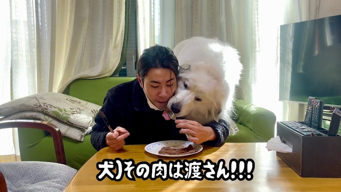 超大型犬とお手本のようなイチャイチャをする飼い主【バレンタインデー編】