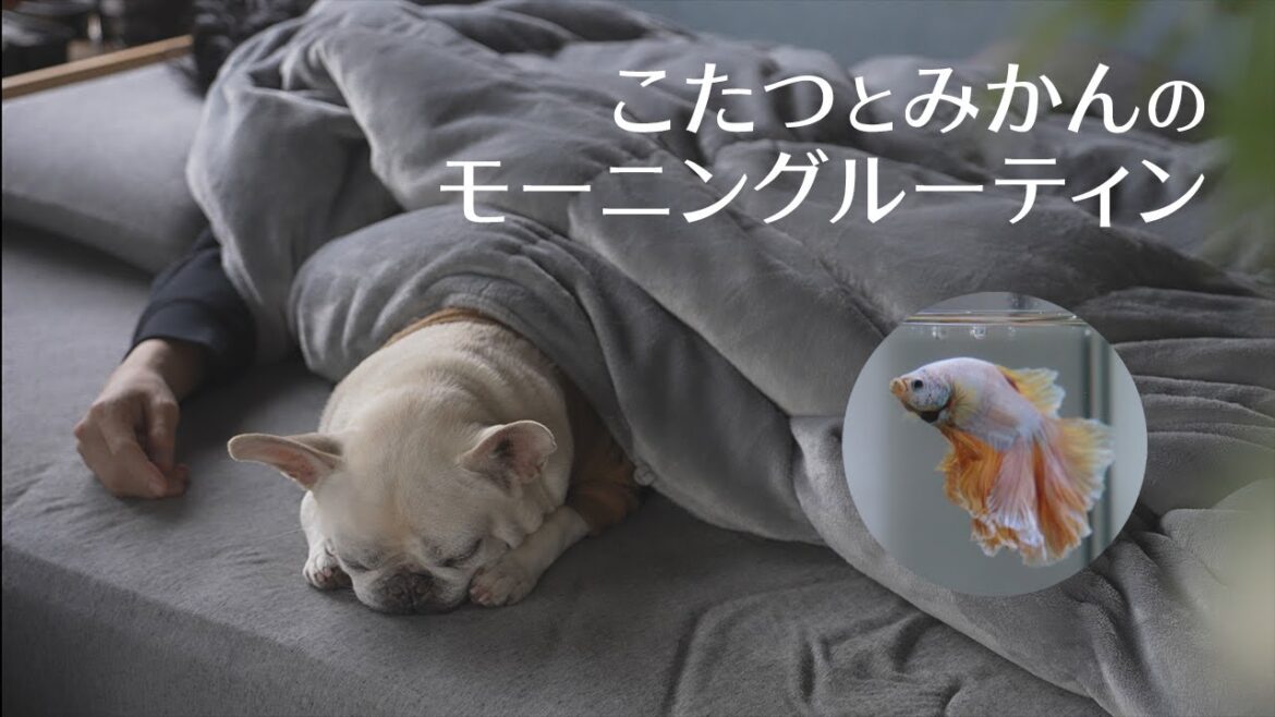 【vlog】フレンチブルドッグこたつとベタのみかんのモーニングルーティン【ドッグランも行ったよ】