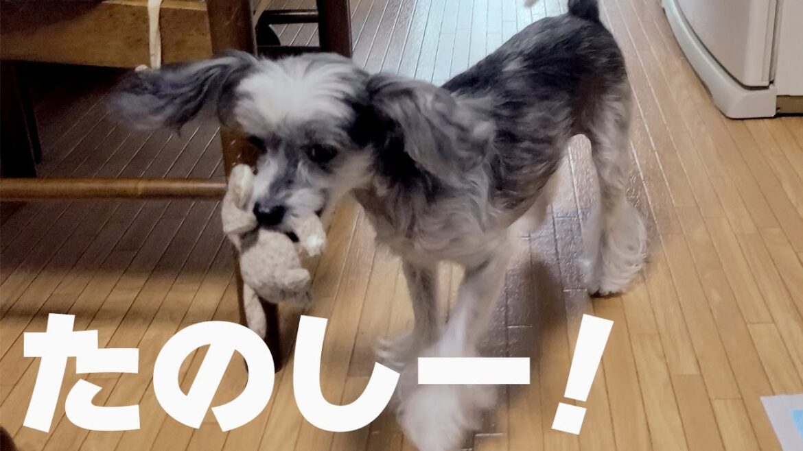 おもちゃを投げて遊ぶけど何かがおかしい犬【チャイクレ】