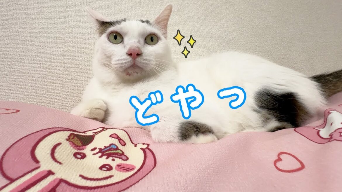 リビングの模様替えしたらさっそく使ってくれる猫たち！