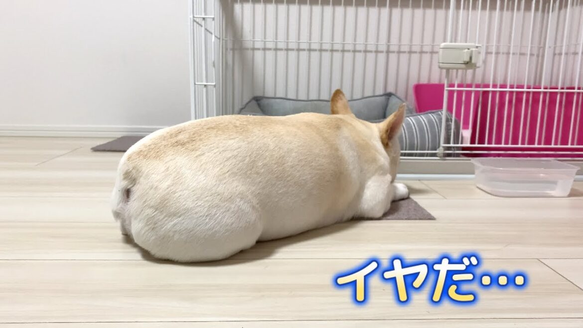 すねると顔隠す友達【フレンチブルドッグ frenchbulldog】