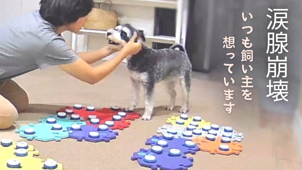 【感動】犬が人の感情を読み取ることを証明してくれました/喋る犬