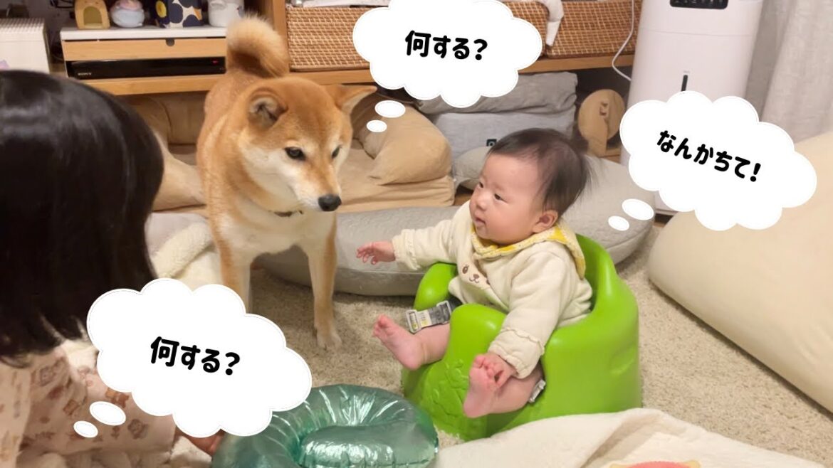 最近気づくと柴犬と人間の子供たちで家族会議が開かれている