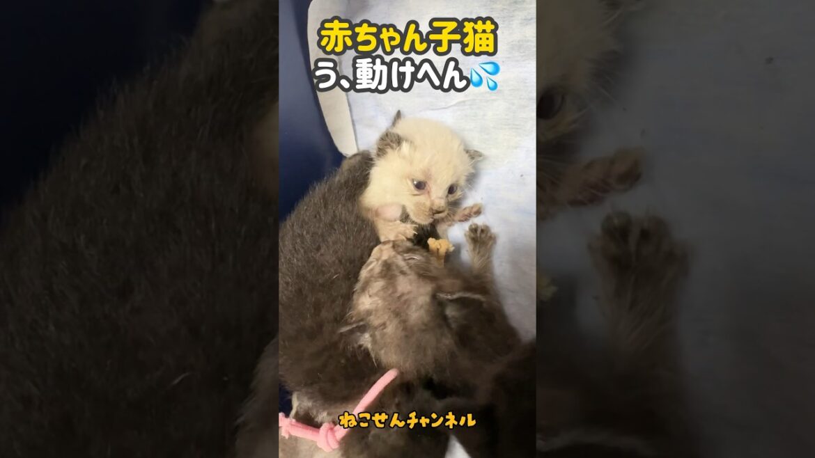 生後10日のシャム君・今日も踏まれて動けへん‥💗【ねこせんチャンネル】