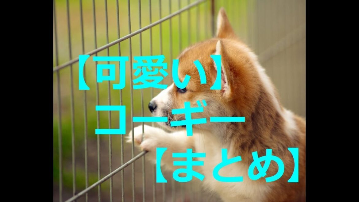 【可愛い】コーギー【まとめ】