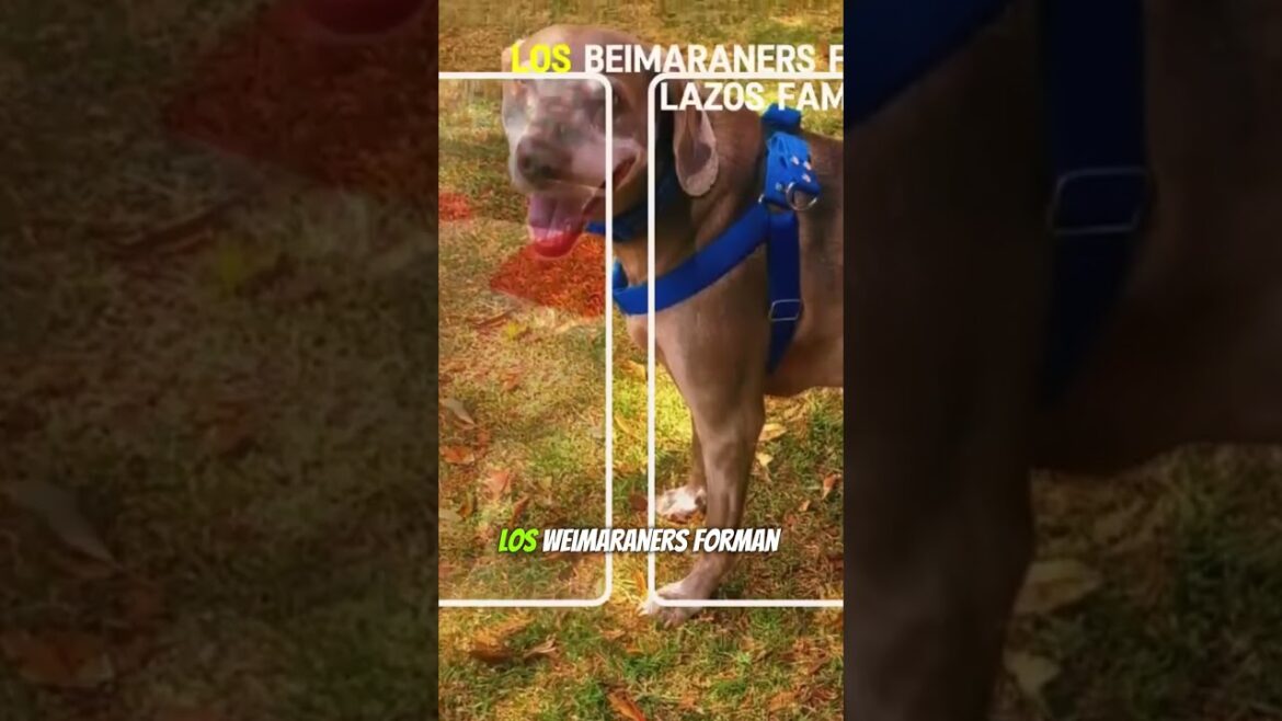Aman ❤️La Compañía Humana, Son leales y afectuosos🐶 #perros #dog #dogs #dogshorts #pets #weimaraners