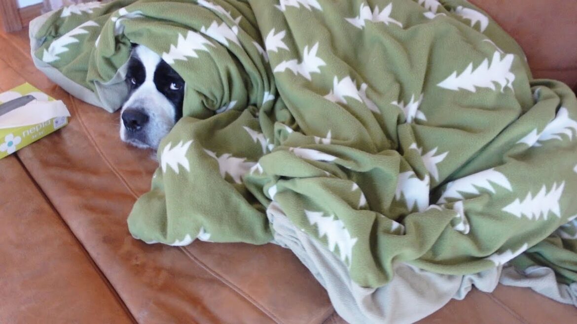 休みの日は布団から出たくないセントバーナード　保護猫たまちゃん今日も大暴れ　Saint Bernard　平凡なセントバーナードの日記