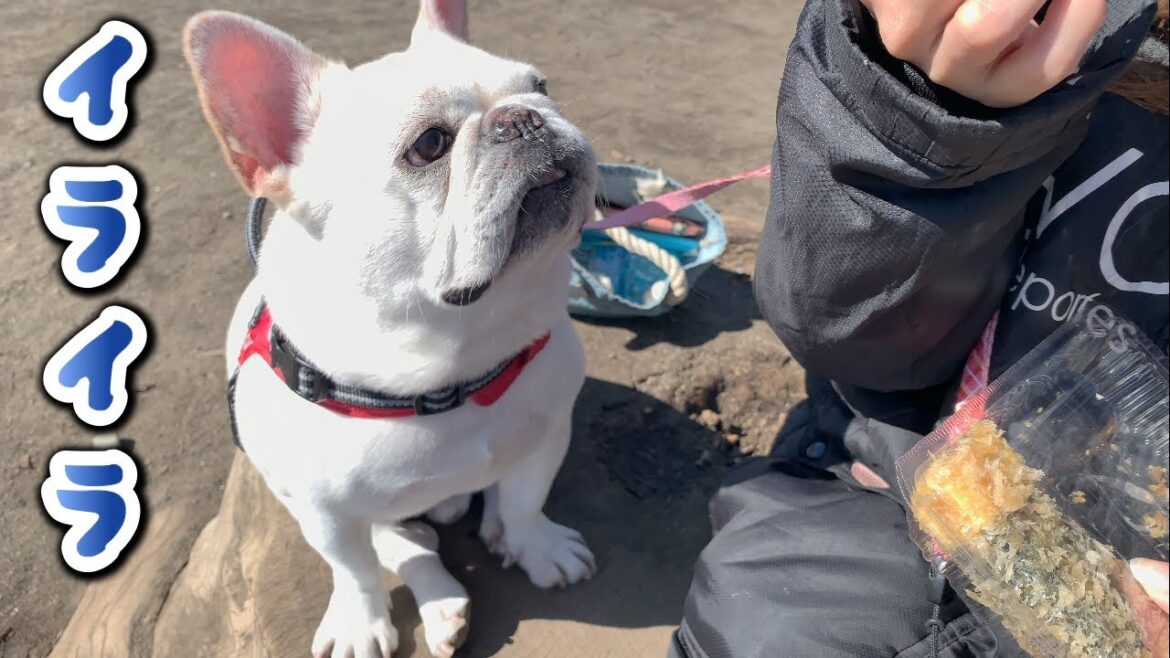 順番が回ってこないと悟った時の愛犬の表情があからさますぎたｗｗｗ【フレンチブルドッグ frenchbulldog】