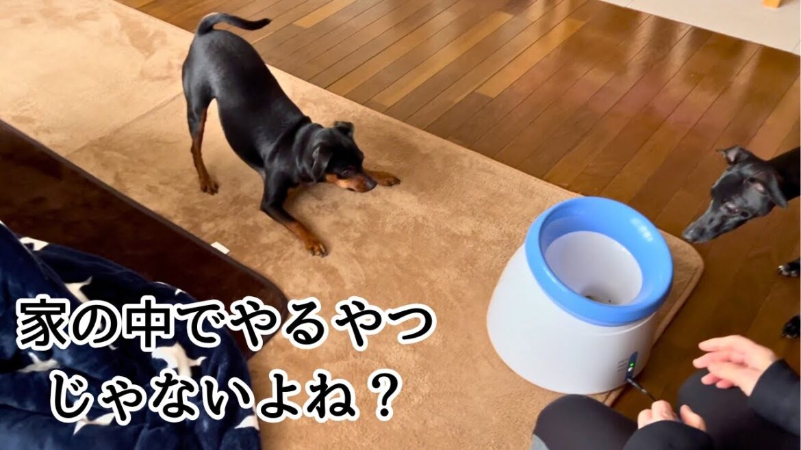 ボール遊び上級者なジロとさくら【ミニピン】【イタグレ】