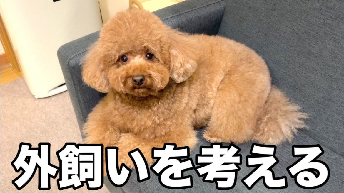 暴れすぎて外飼いを考えさせられるトイプードル。