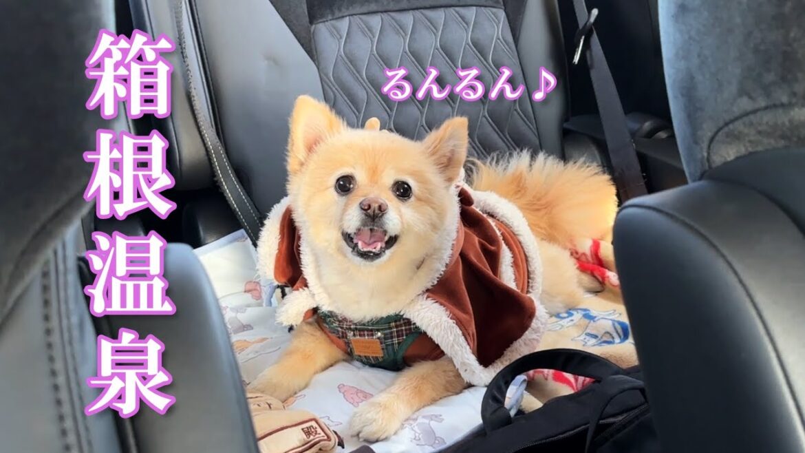 【箱根】男5人旅! 2024年3月オープンの愛犬と泊まれる宿が最高でした! 【箱根】男5人旅! 2024年3月オープンの愛犬と泊まれる宿が最高でした!