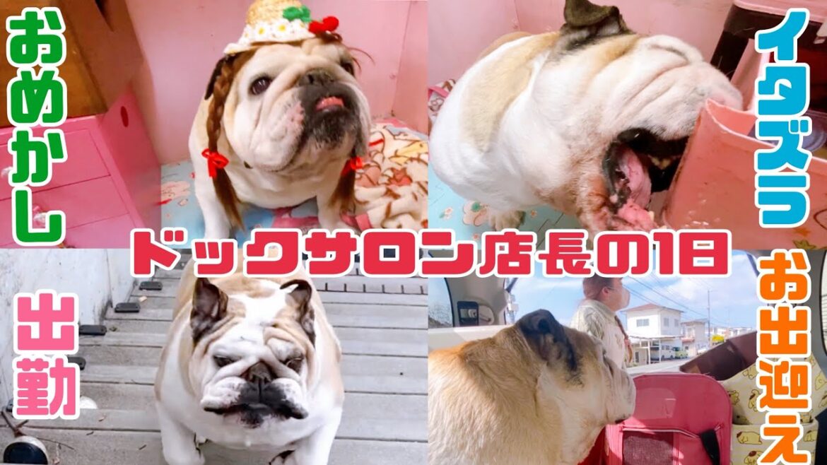 分刻みで動くブルドッグじぇしか店長の1日が多忙すぎる！【ブルドッグ】