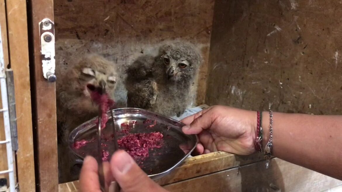 ベンガルワシミミズクの雛！餌やり！(熱帯倶楽部 本店)