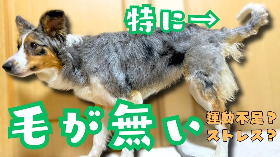 自傷行為？愛情不足？運動不足？ストレス？ ボーダーコリー