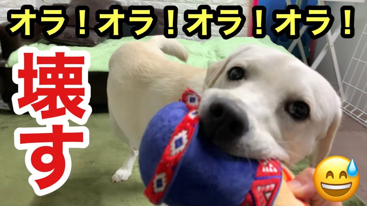 3日で新しいおもちゃ壊す楽しそうな愛犬ラブラドールレトリバー【ドギーボックス5月号】