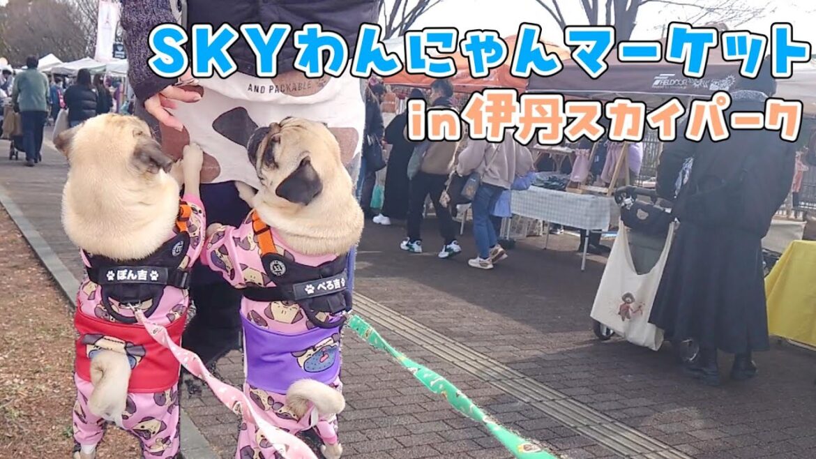 背伸びして試食に群がるパグなおじさん達｜パグおじ初出動！｜