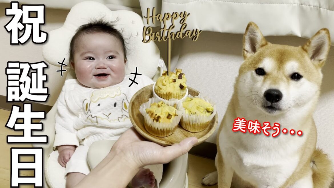 柴犬3歳の誕生日を最高の笑顔でお祝いする赤ちゃん 柴犬3歳の誕生日を最高の笑顔でお祝いする赤ちゃん