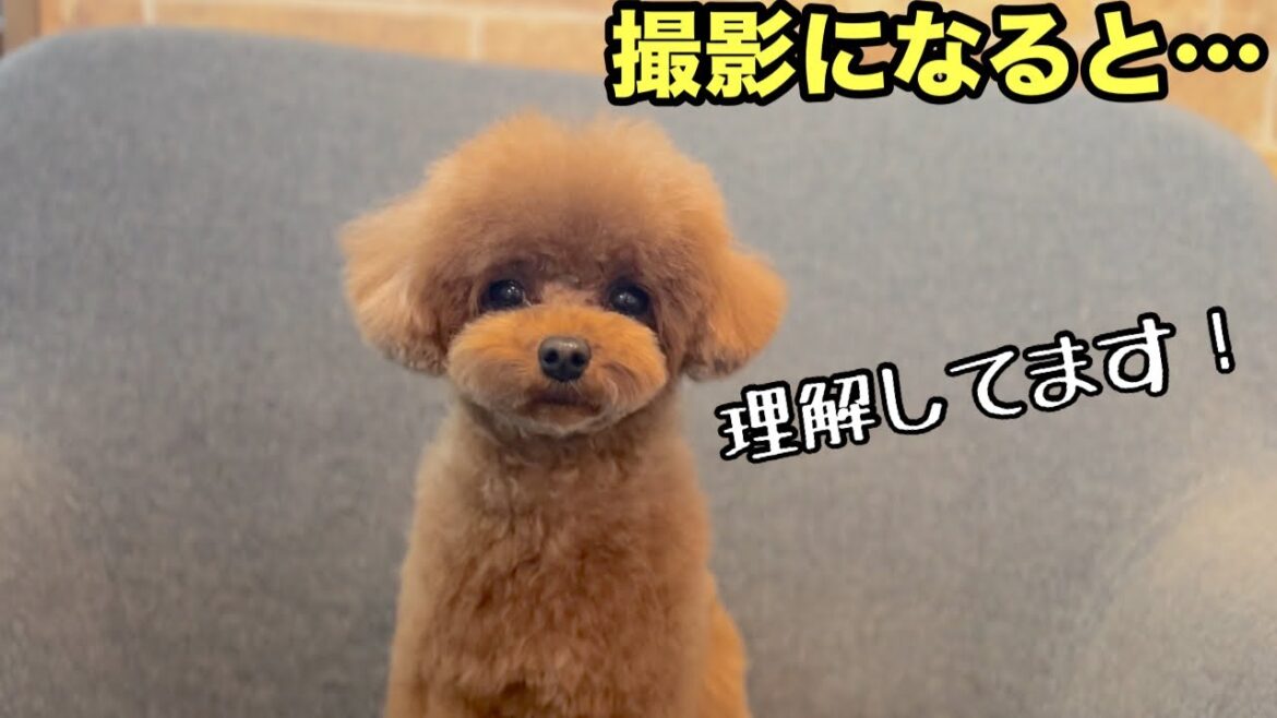 トリミングと撮影で切り替えるトイプードル！？（あんこちゃん）