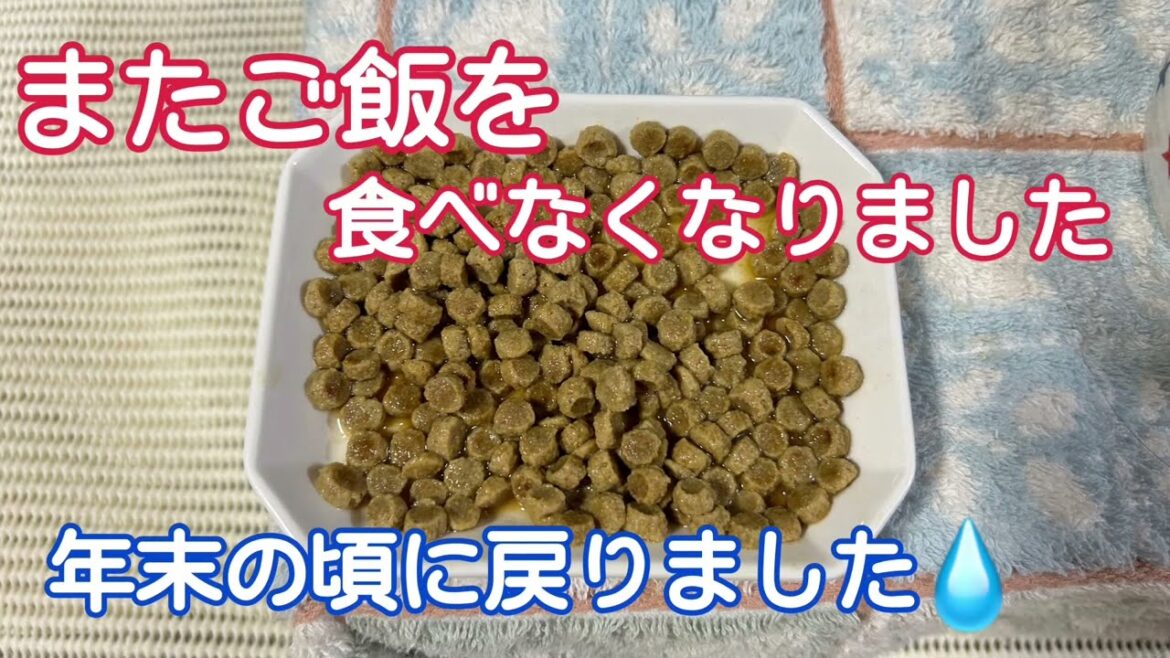 【シニア犬16歳7か月】プレドニン減薬したら、ご飯を食べなくなりました