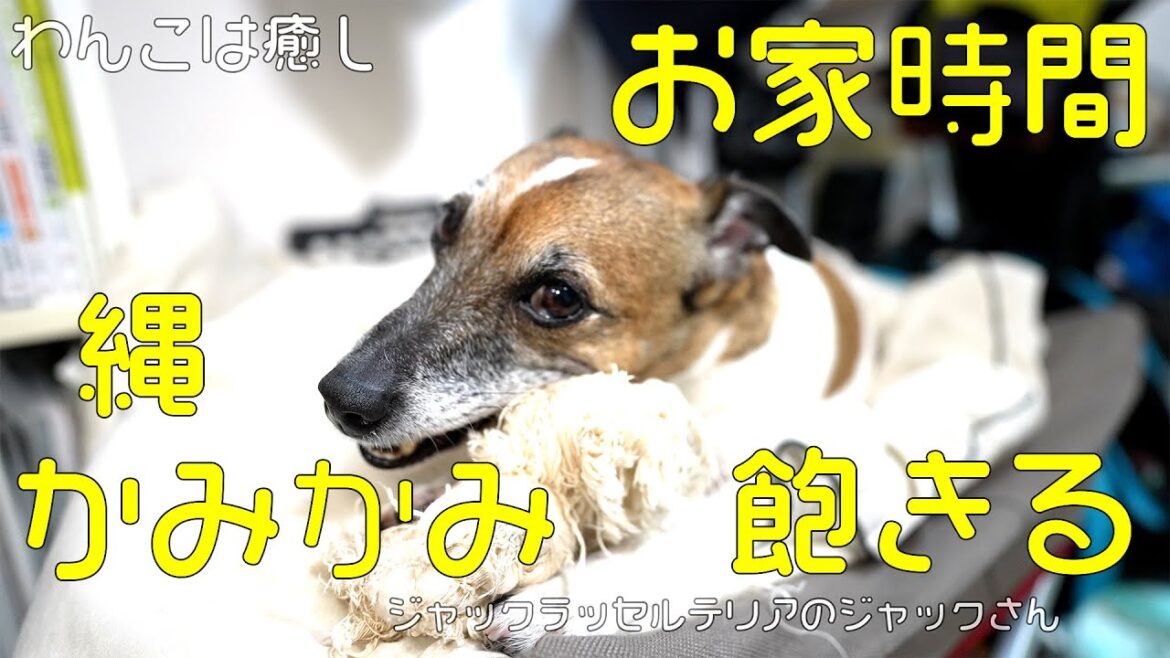 【癒し】縄かみかみ、そして、飽きる犬(ジャックラッセルテリア)