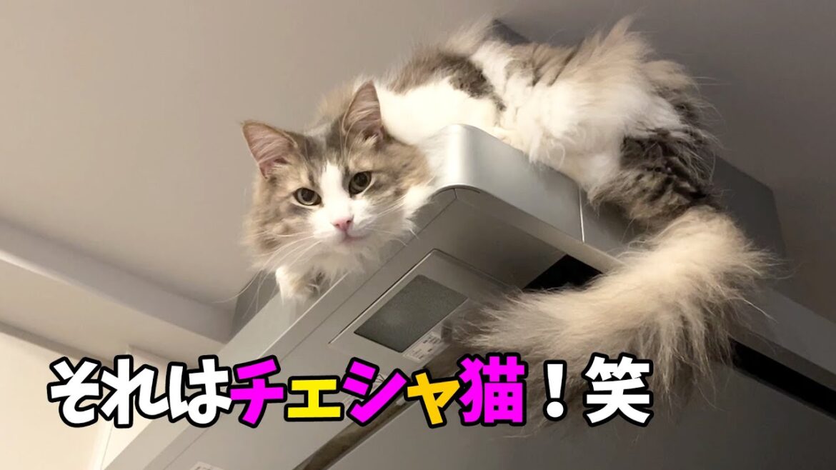 チェシャ猫になっちゃったイケメン猫ジャック ノルウェージャンフォレストキャット
