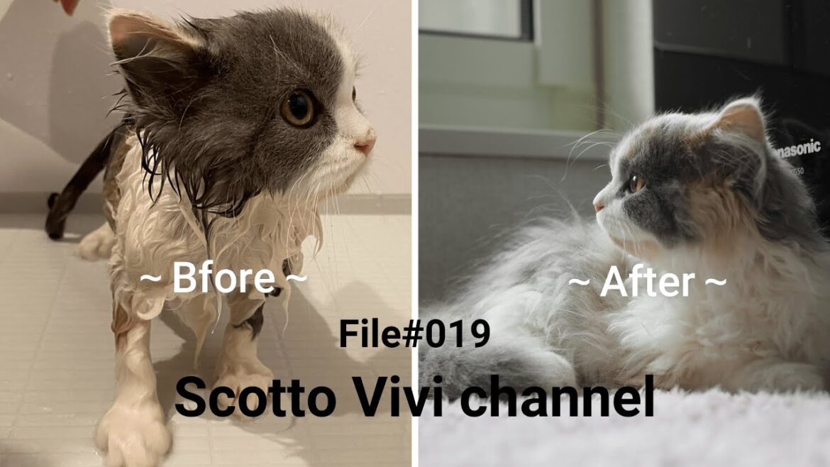 File#019～長毛スコティッシュフォールドの初めてのお風呂～ Cat vs Bath time
