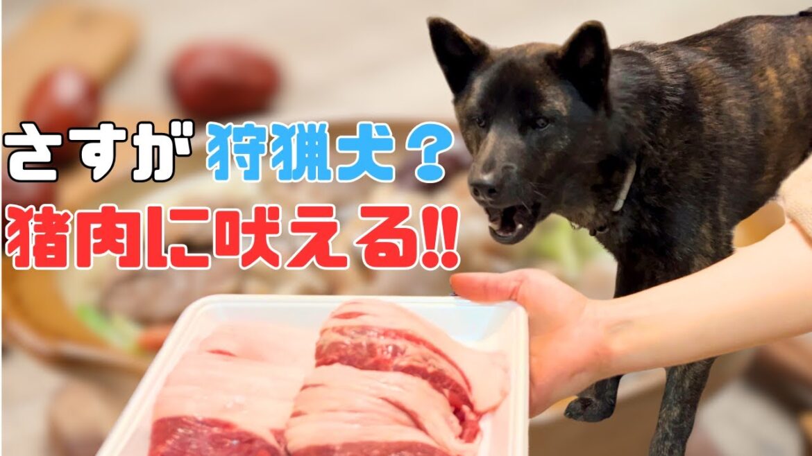 【甲斐犬】狩猟犬の血が騒ぐ？！甲斐犬やぶが初めての猪肉に大興奮！