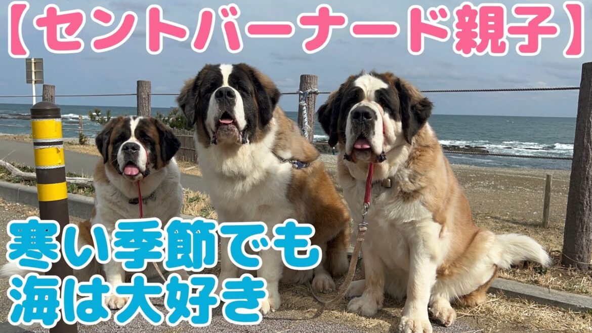 【セントバーナード】寒い季節でも大洗海岸へ行こう！寒くたってへっちゃらの、もも・とと・ららは、いっぱいお散歩を楽しみました。